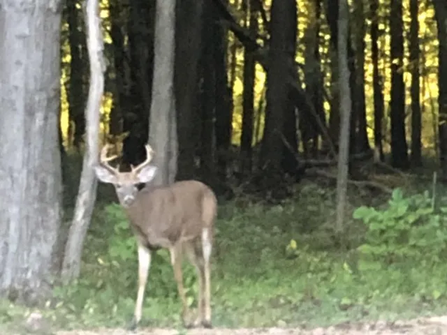 $154,500 | 856 Greystone Drive, Chelsea, MI 48118