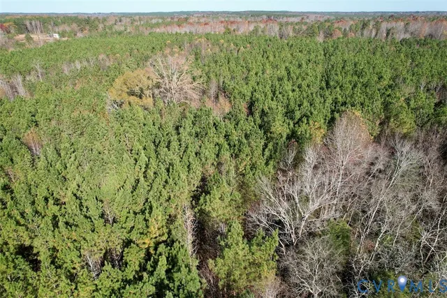 a view of a forest with a street