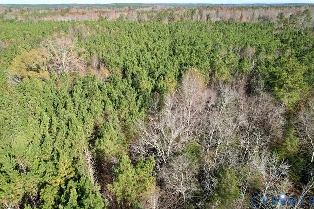 a view of a forest with a street