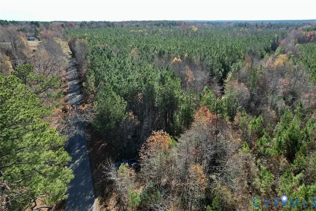 a view of a forest with a mountain in the background