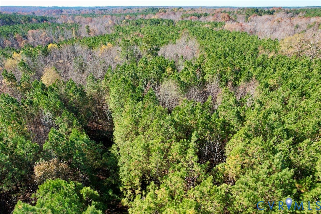 0 Grubby Road Wilsons, VA 23894 - Photo 6 of 27 a view of a garden with a tree
