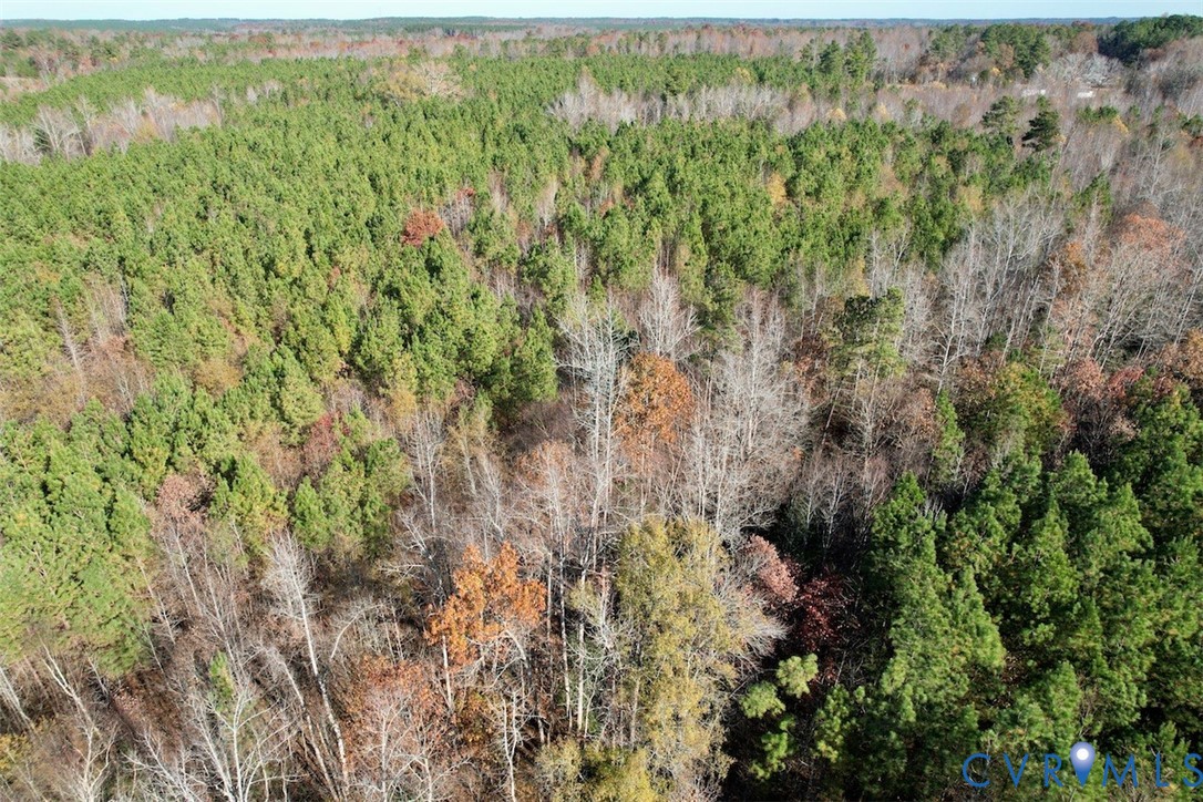 0 Grubby Road Wilsons, VA 23894 - Photo 8 of 27 a view of a forest with a street