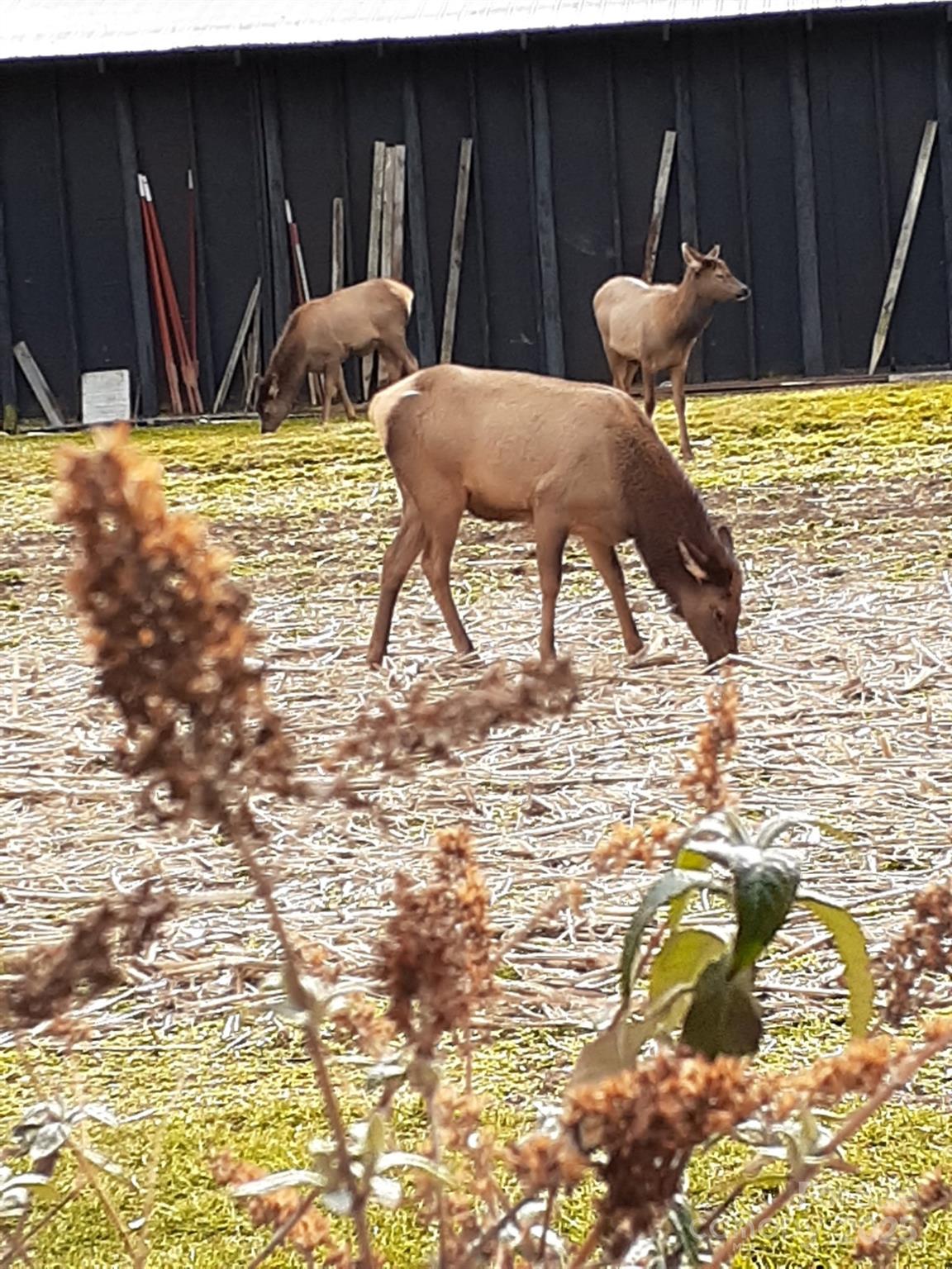 94 Market Street Maggie Valley, NC 28751 - Photo 35 of 40 a front view of a house with garden
