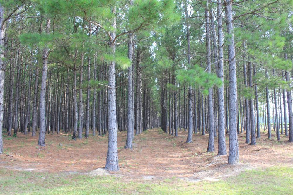0 Wee Tee Road Andrews, SC 29510 - Photo 27 of 37 26