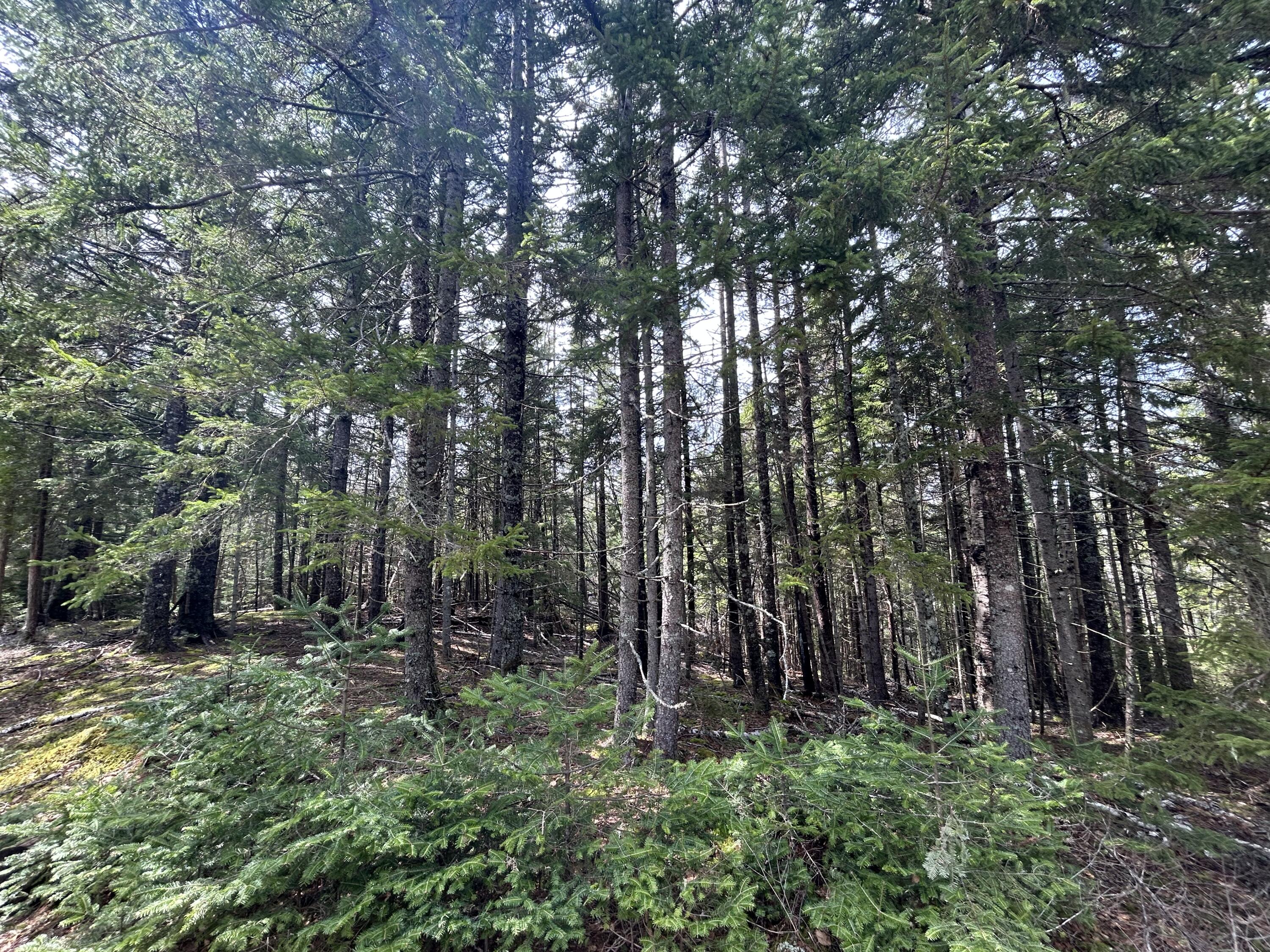 Lot 4 North Shore Road Lubec, ME 04652 - Photo 4 of 13 416F617B-07F5-4E86-8457-4E461931AC5D