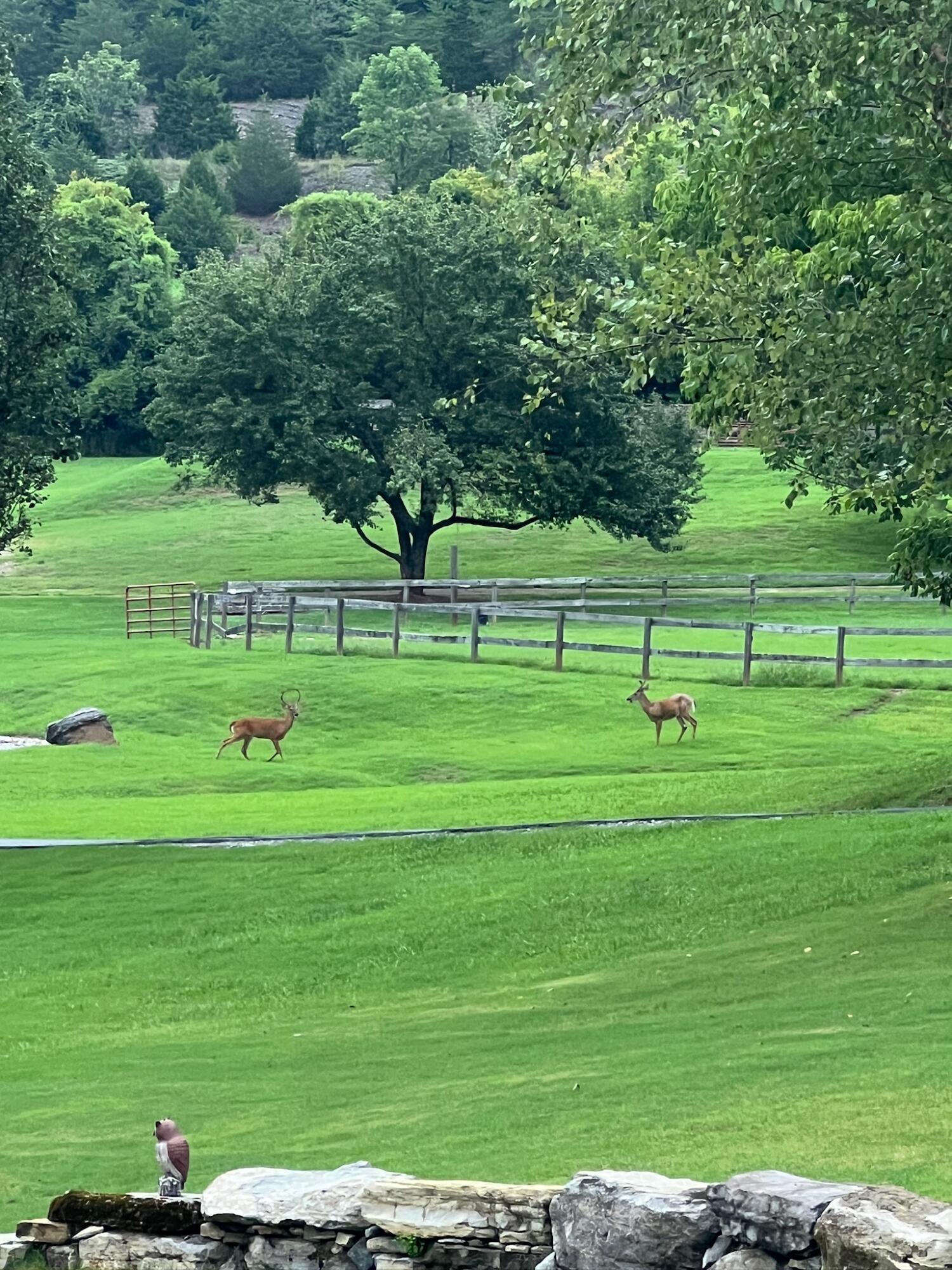 527 Reads Lake Road Chattanooga, TN 37415 - Photo 52 of 100 Deer in the pasture