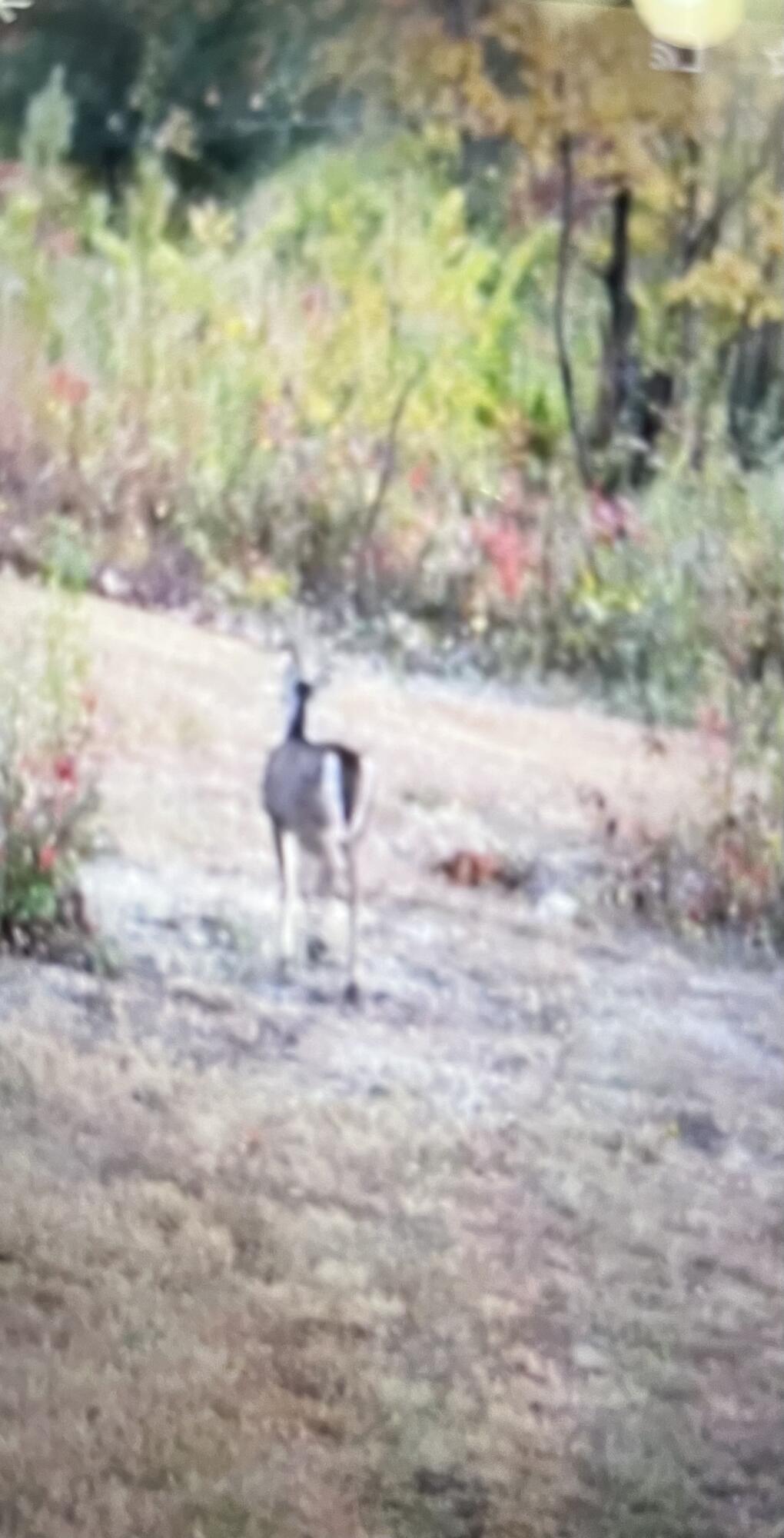 425 Shaver Loop Road Dayton, TN 37321 - Photo 5 of 13 IMG_8851