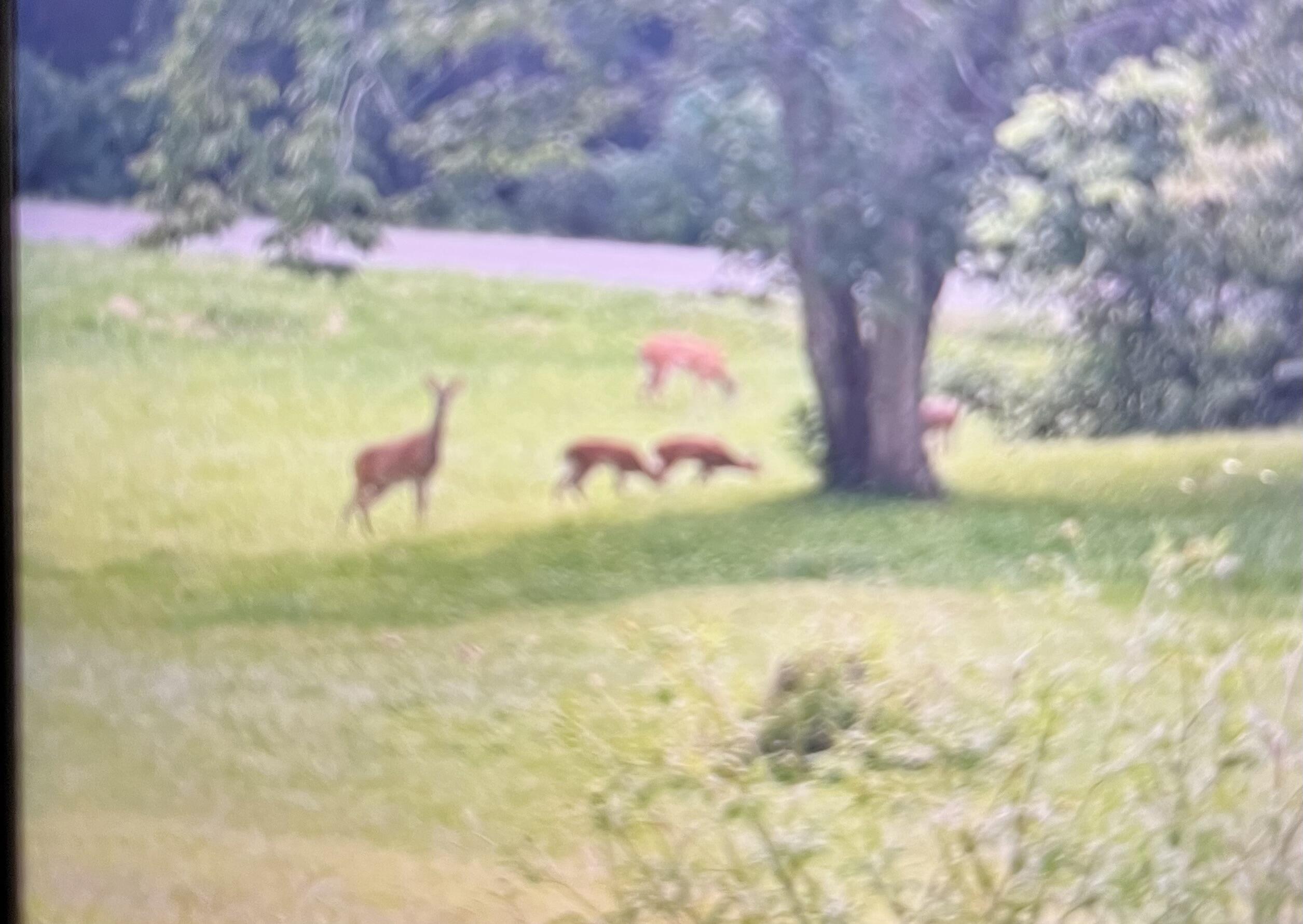 425 Shaver Loop Road Dayton, TN 37321 - Photo 6 of 13 IMG_8852