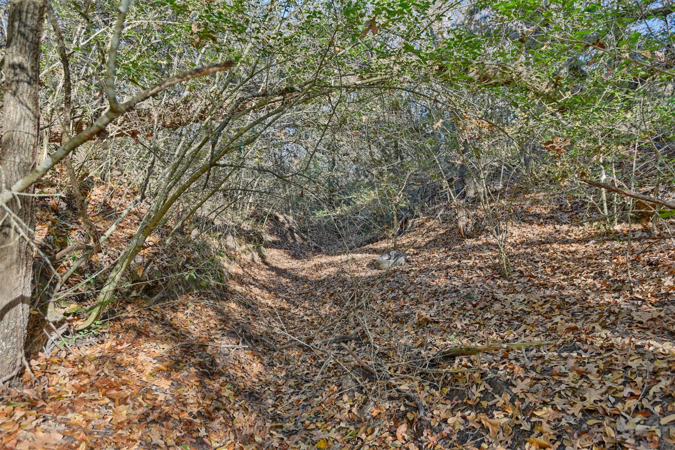 2869 Rockin C S Ranch Road Caldwell, TX 77836 - Photo 25 of 34