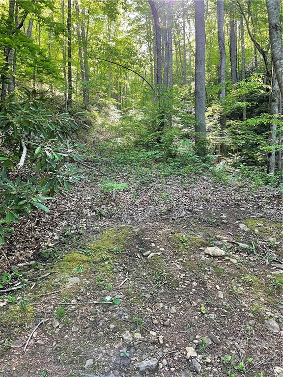 0 Upper E Fork Road Sylva, NC 28779 - Photo 3 of 13 a view of a green field with lots of bushes