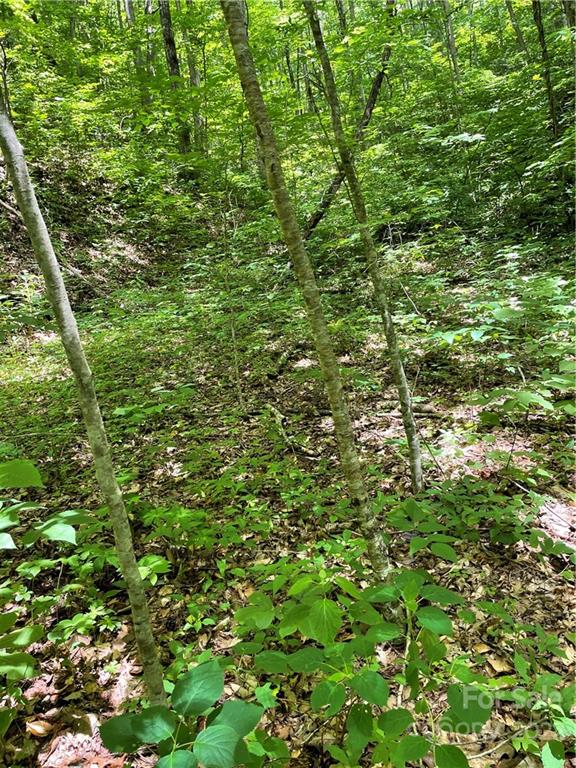 0 Upper E Fork Road Sylva, NC 28779 - Photo 10 of 13 a view of a lush green forest