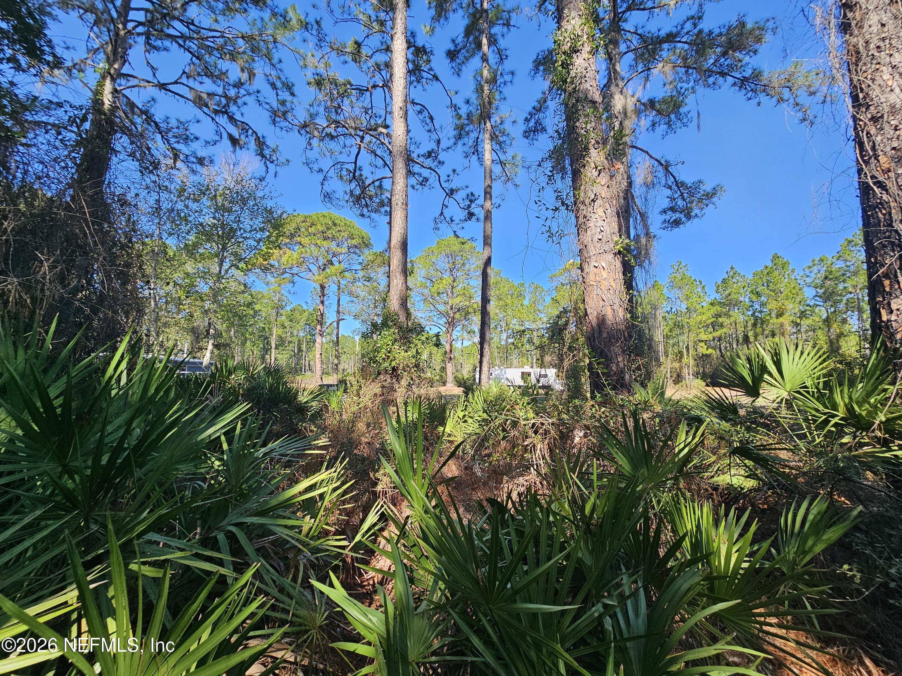127 Roebuck Road Georgetown, FL 32139 - Photo 12 of 25 a view of a bunch of plants