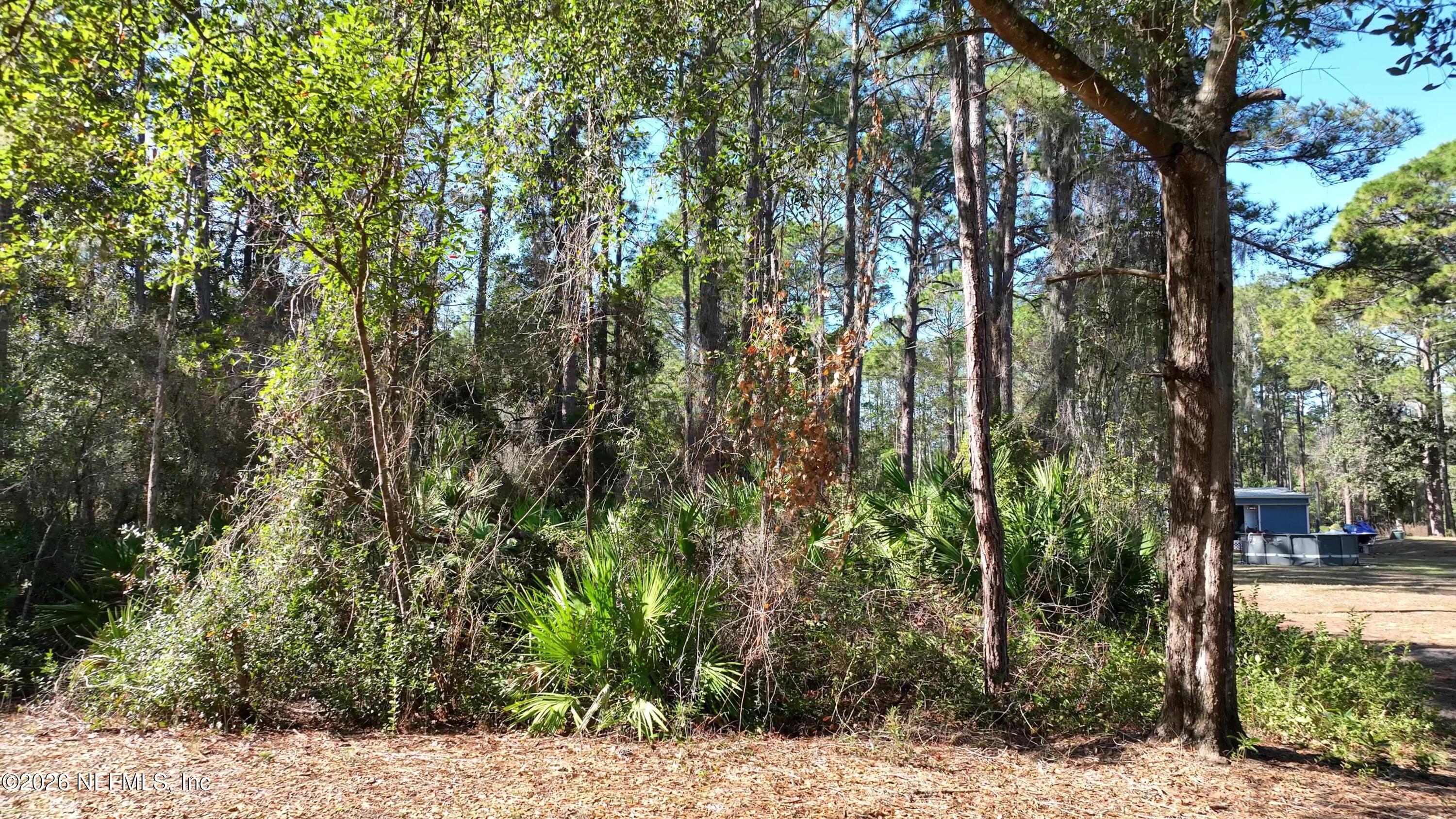 127 Roebuck Road Georgetown, FL 32139 - Photo 16 of 25 a view of a yard with plants and trees