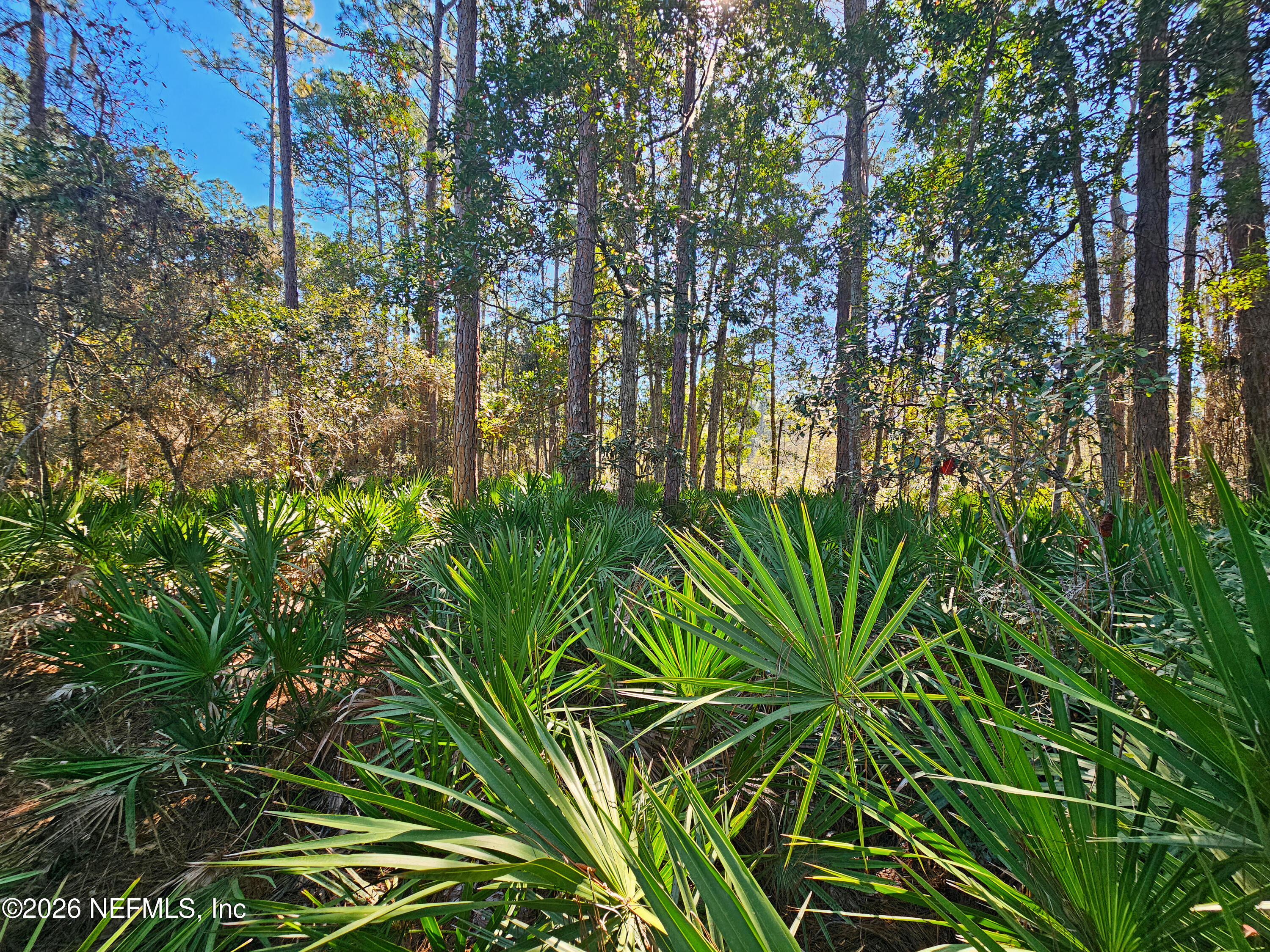 127 Roebuck Road Georgetown, FL 32139 - Photo 18 of 25 a view of a plant in a garden