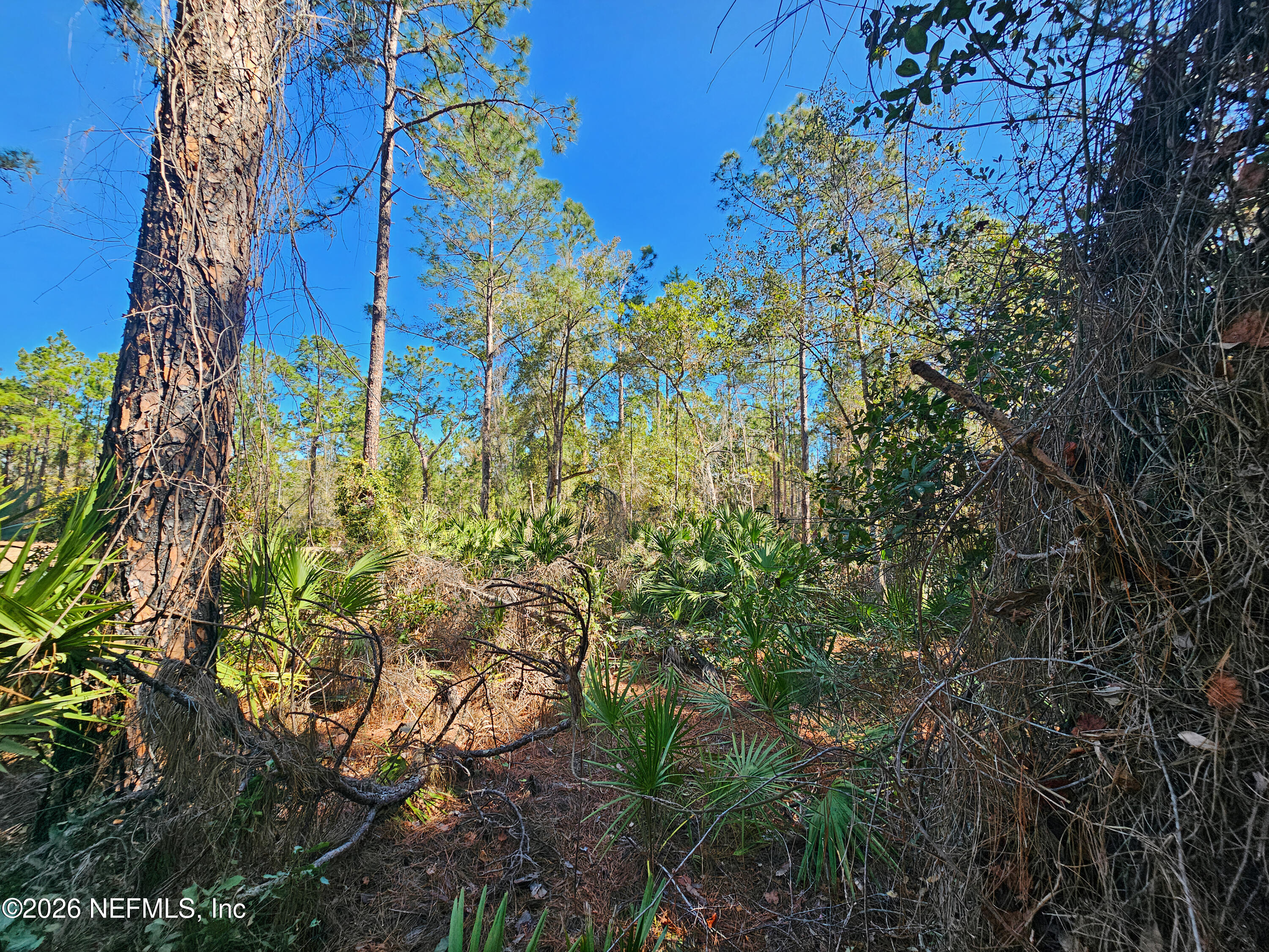 127 Roebuck Road Georgetown, FL 32139 - Photo 19 of 25