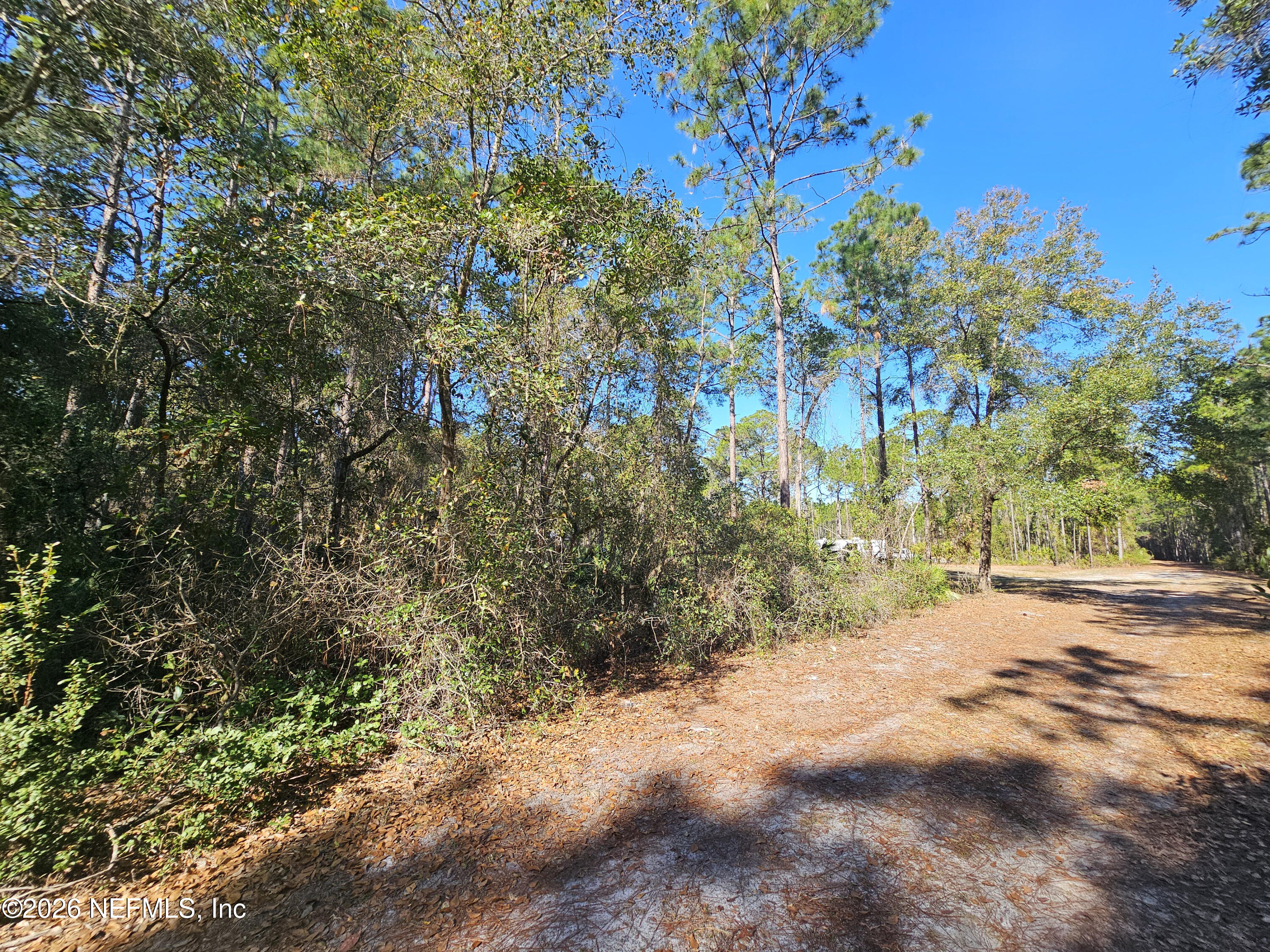 127 Roebuck Road Georgetown, FL 32139 - Photo 25 of 25 a view of a yard with a tree