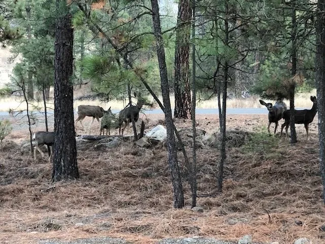 $95,000 | 34430 Partridge Lane, Davenport, WA 99122