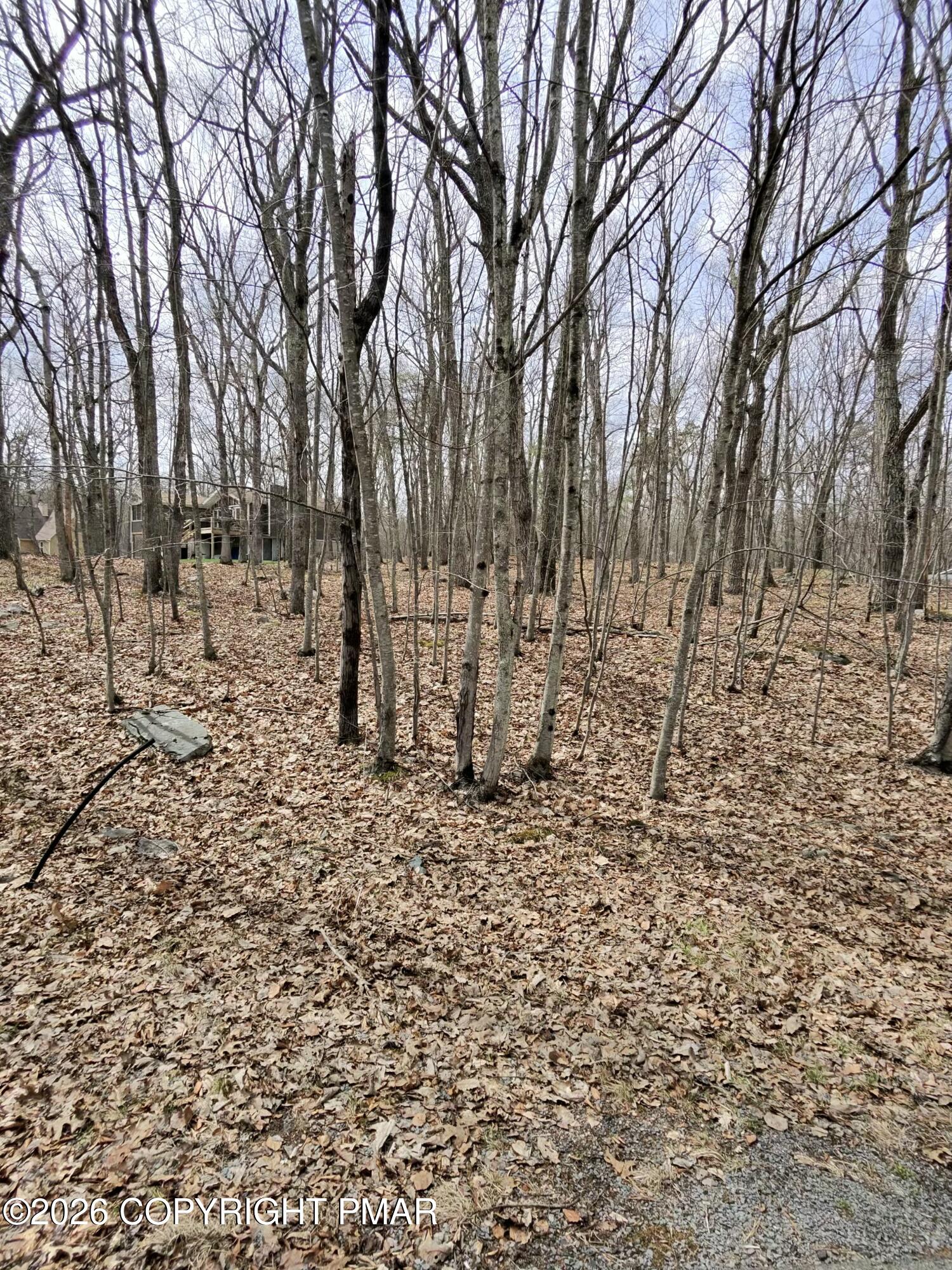 a view of a yard with large trees