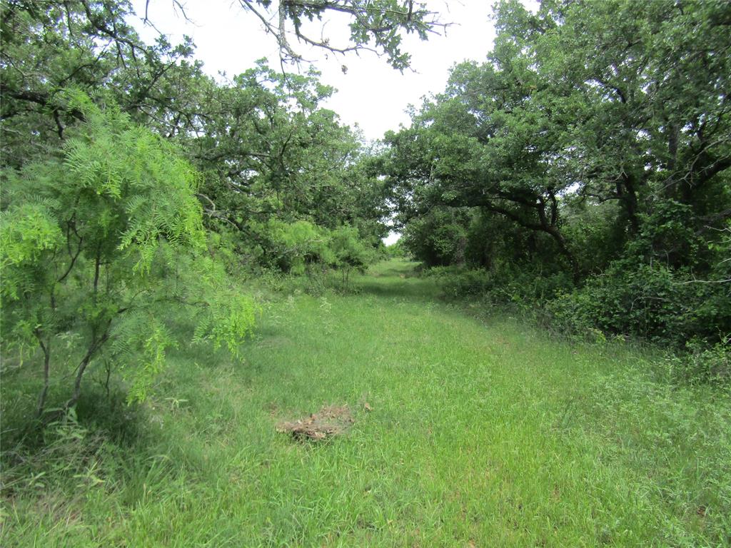 268 County Road 268 Rising Star, TX 76471 - Photo 5 of 15 a view of a green field with lots of bushes