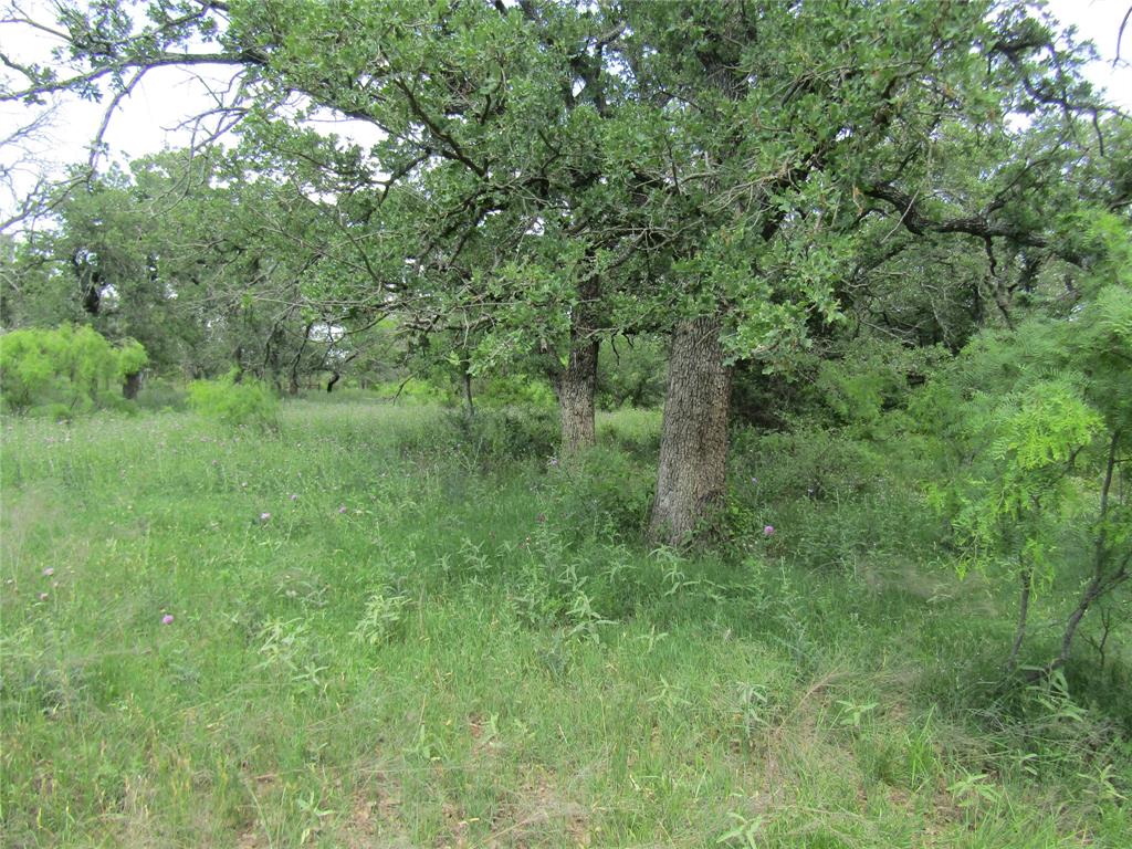 268 County Road 268 Rising Star, TX 76471 - Photo 6 of 15 a view of a lush green forest with lots of trees