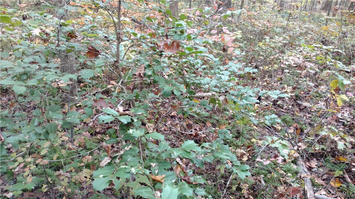2984 Broadstreet Road Gum Spring, VA 23065 - Photo 18 of 25