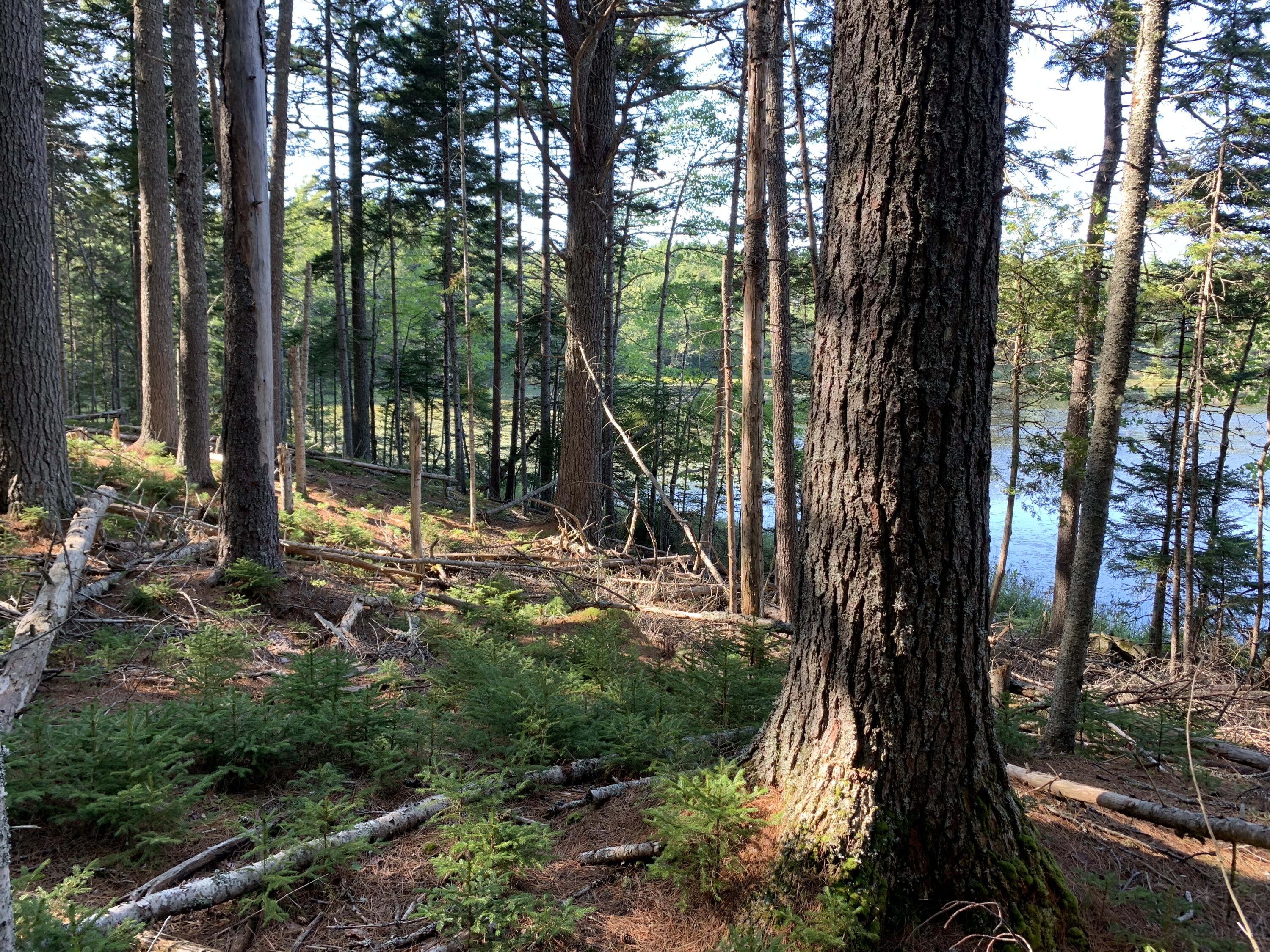 Lot A Lakeside Road Mount Desert, ME 04660 - Photo 4 of 29 IMG_6316