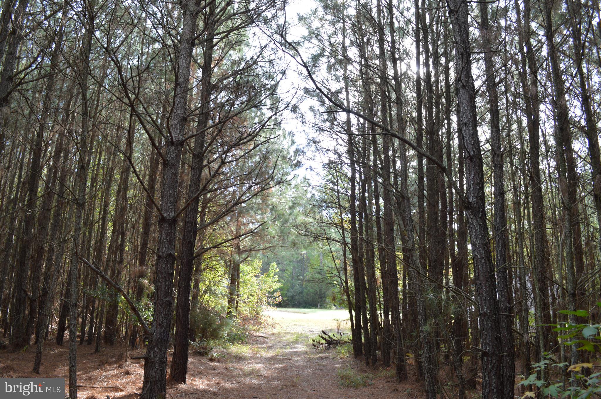 24959 Collins Wharf Road Eden, MD 21822 - Photo 13 of 16 a view of outdoor space and yard