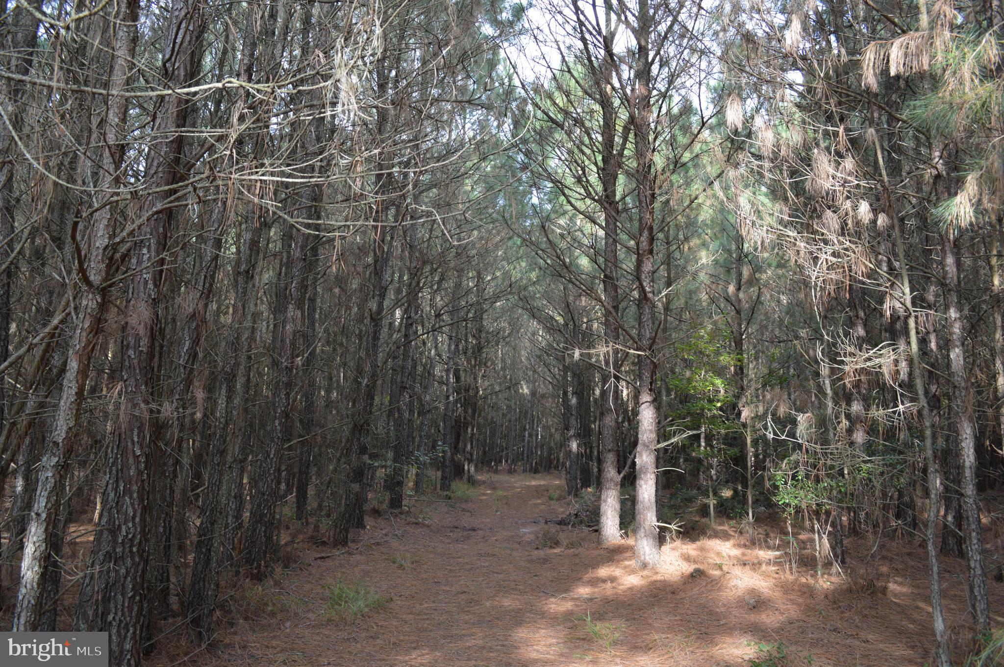 24959 Collins Wharf Road Eden, MD 21822 - Photo 9 of 16 a view of a forest with trees in the background