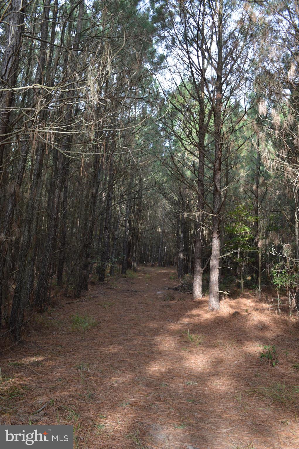 24959 Collins Wharf Road Eden, MD 21822 - Photo 10 of 16 a view of a forest with trees