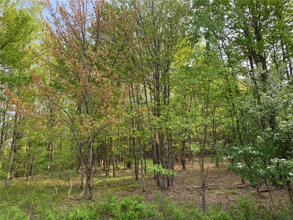 0 White Hill Road Oneonta, NY 13820 - Photo 1 of 1 Pretty flat land with a nice variety of good size