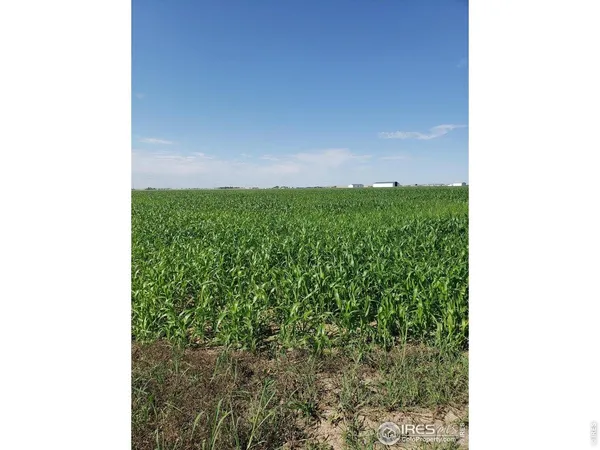 a view of a garden from a window