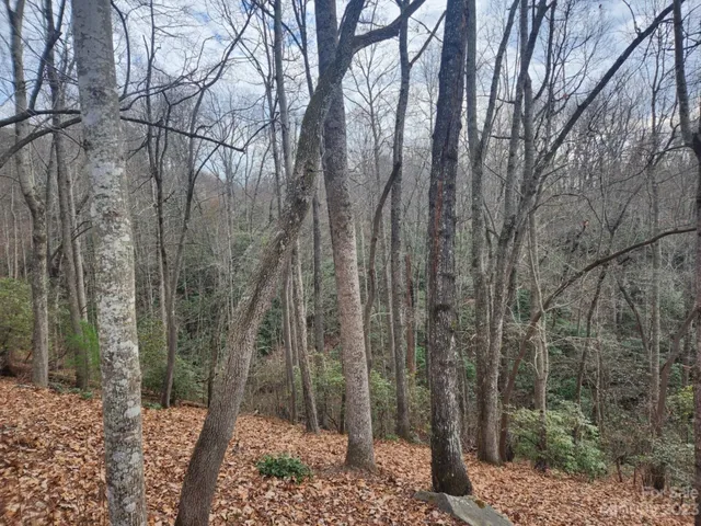 a view of a forest filled with trees