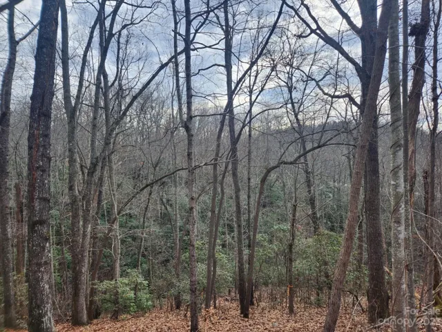 a view of a forest with trees