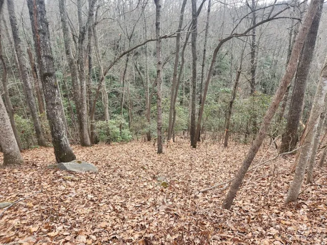 a view of a yard with trees