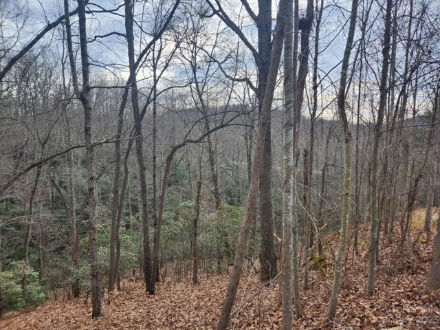 a view of a forest with a trees