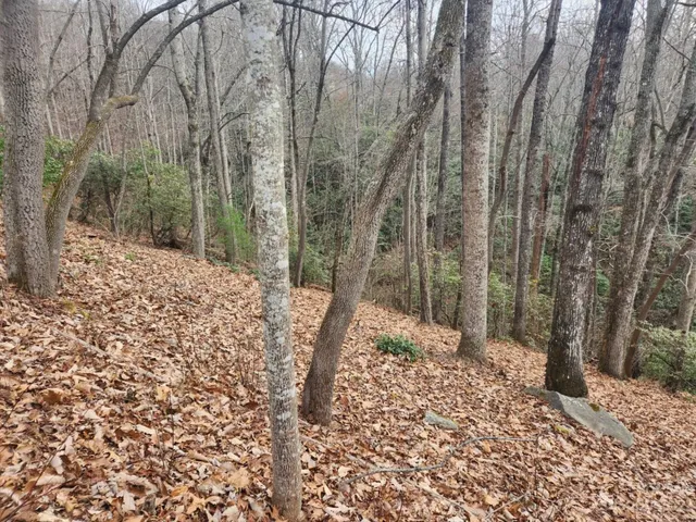 a view of a yard with trees