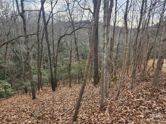 a view of a forest with trees in the background