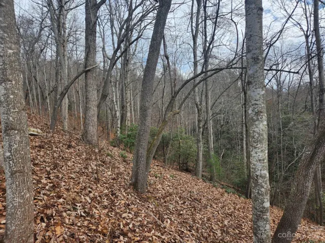 a view of a yard with trees