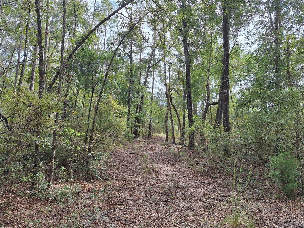 0 Southwest County Road 138 Fort White, FL 32038 - Photo 11 of 28 a view of a forest with lots of trees