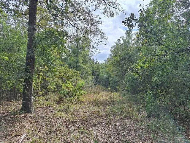 a view of a forest with trees in the background