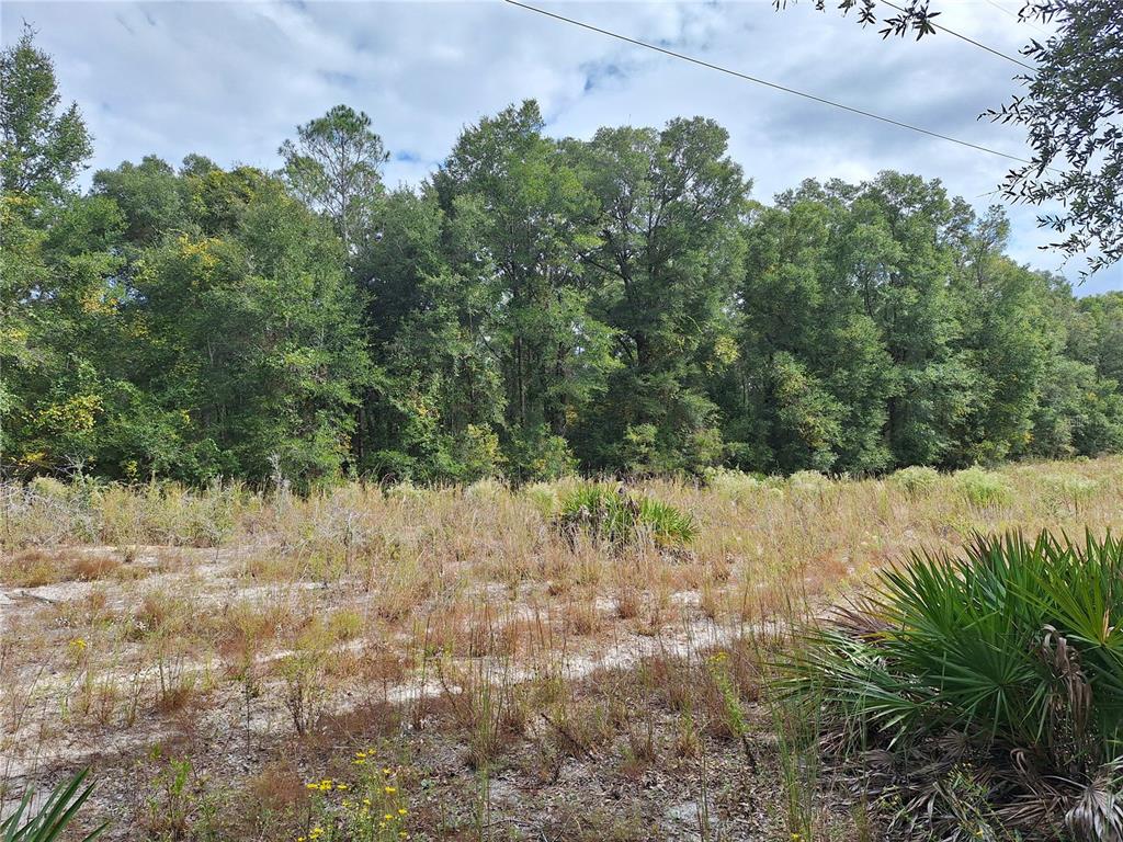 0 Southwest County Road 138 Fort White, FL 32038 - Photo 13 of 28 a view of a yard with a tree