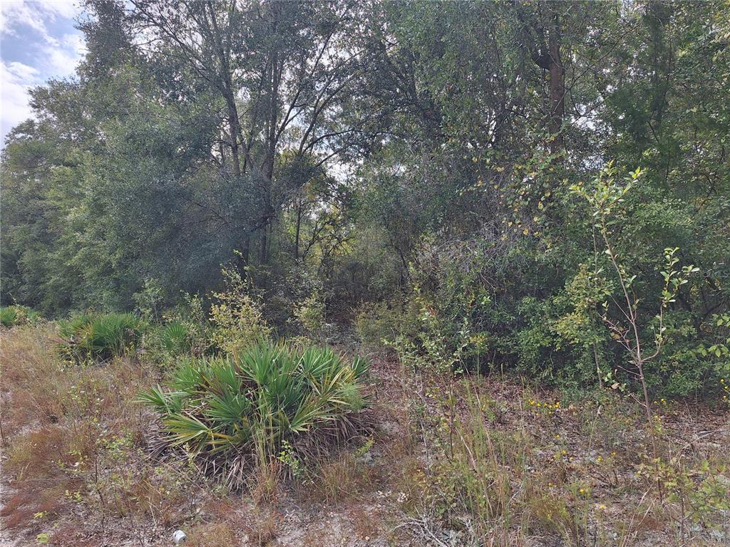 0 Southwest County Road 138 Fort White, FL 32038 - Photo 16 of 28 a big yard with lots of green space and deers