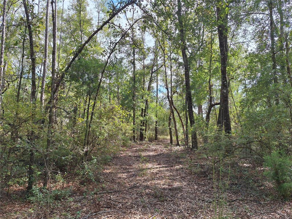 0 Southwest County Road 138 Fort White, FL 32038 - Photo 17 of 28 a view of outdoor space and trees