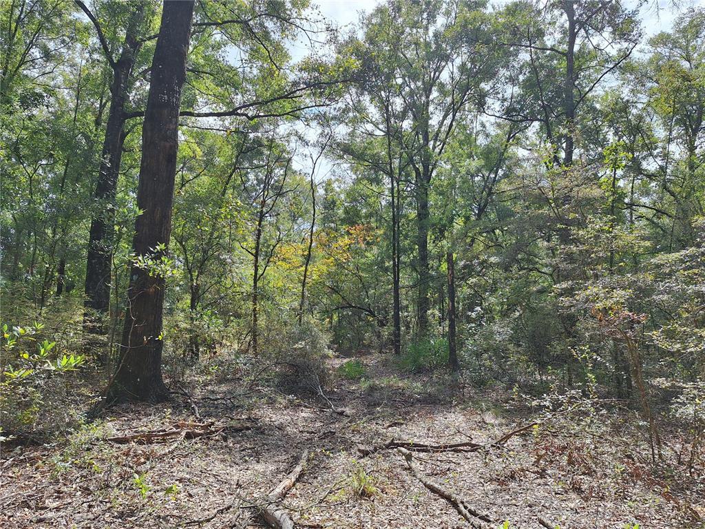 0 Southwest County Road 138 Fort White, FL 32038 - Photo 18 of 28 a view of a forest with trees