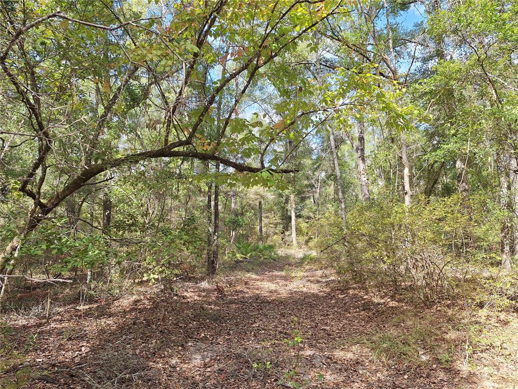 0 Southwest County Road 138 Fort White, FL 32038 - Photo 19 of 28 a view of a yard with plants and trees