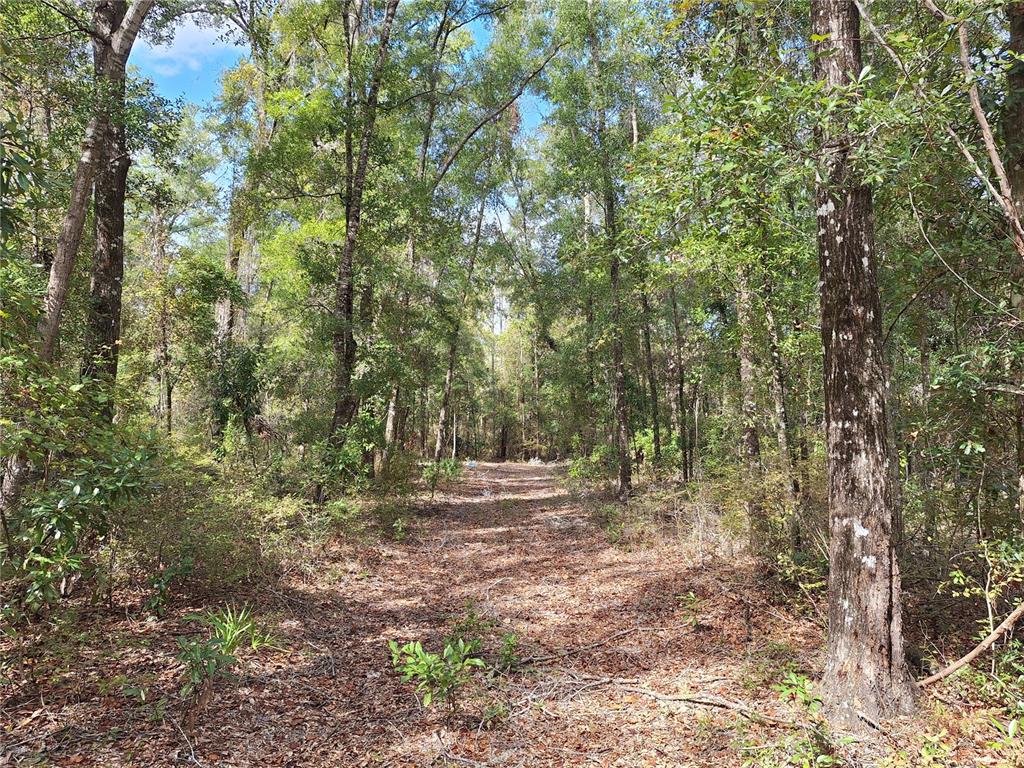 0 Southwest County Road 138 Fort White, FL 32038 - Photo 20 of 28 a view of outdoor space and trees