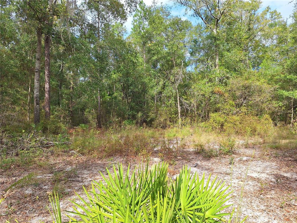 0 Southwest County Road 138 Fort White, FL 32038 - Photo 3 of 28 a view of backyard with green space