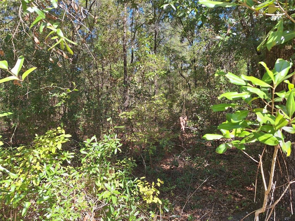 0 Southwest County Road 138 Fort White, FL 32038 - Photo 5 of 28 a picture of tree
