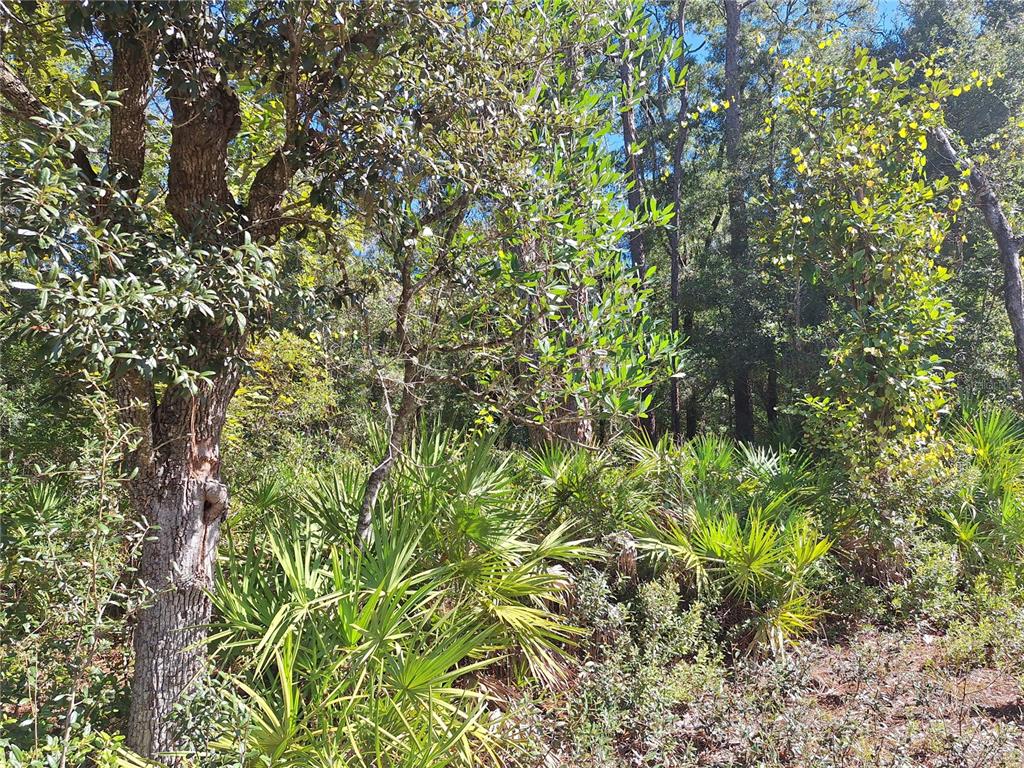 0 Southwest County Road 138 Fort White, FL 32038 - Photo 6 of 28 a view of a tree