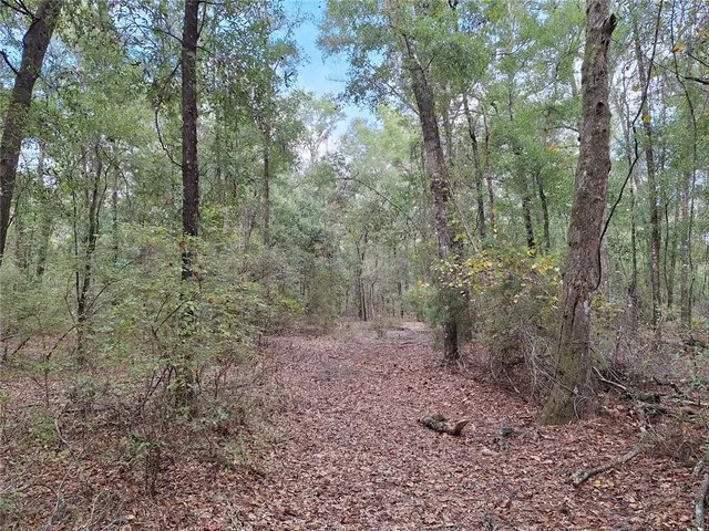 a view of a forest with trees in the background